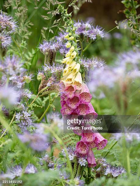 pink blooming flowers and lush green plants at sunny day. pink foxgloves (digitalis) in focus - foxglove garden stock pictures, royalty-free photos & images