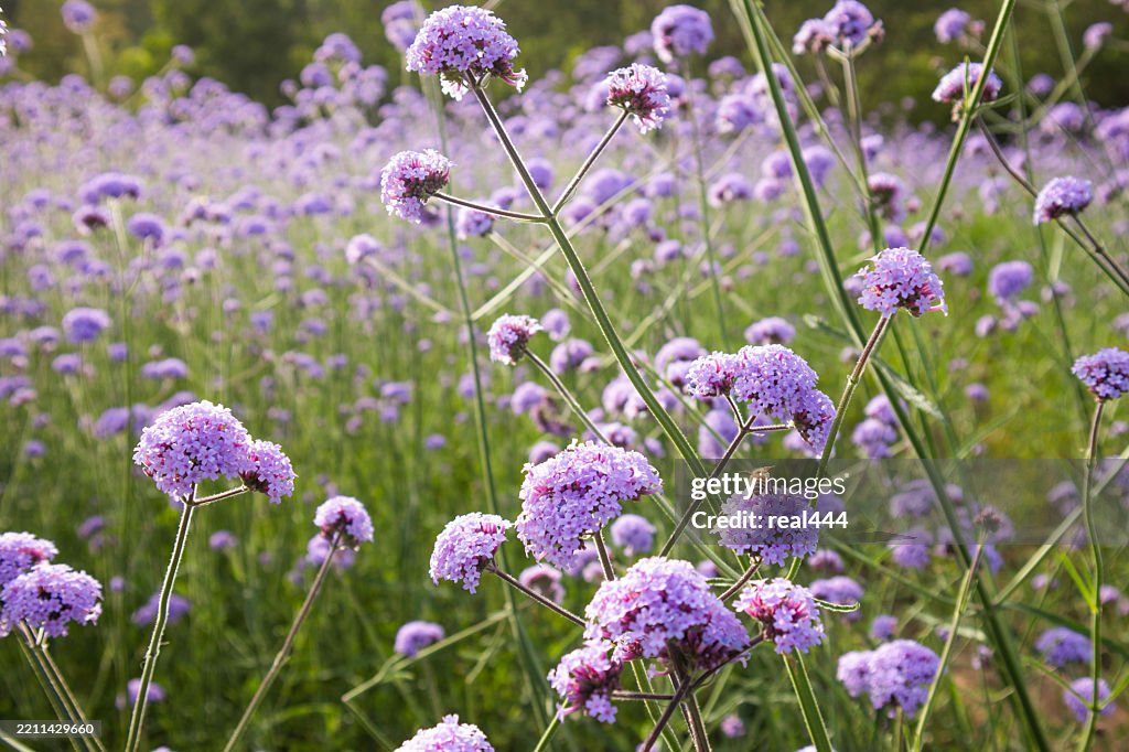 Purple verbena in the garden