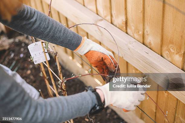 guiding new growth: supporting a young plant - protective glove stock pictures, royalty-free photos & images