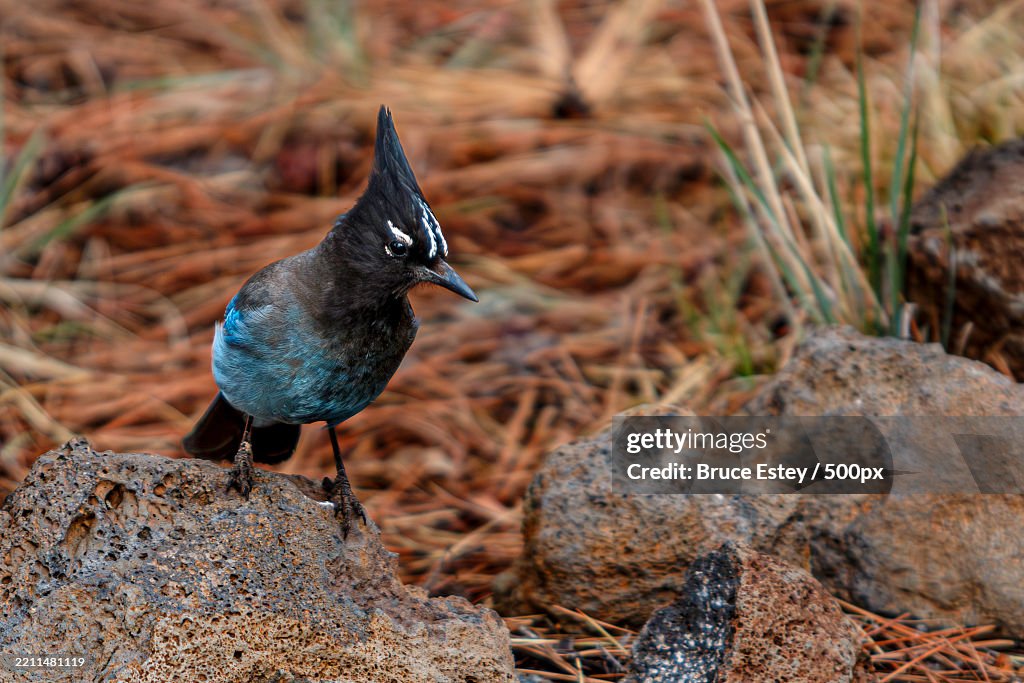 Close-up of songcrested tit perching on rock,Parks,Arizona,United States,USA