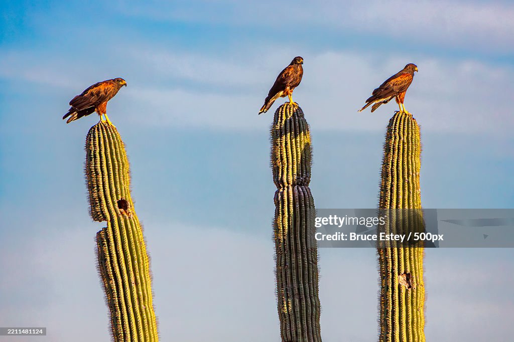 Low angle view of birds perching on bamboo against sky,Scottsdale,Arizona,United States,USA