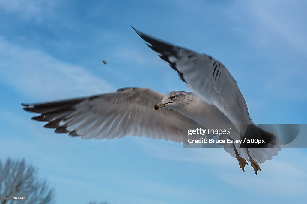 Low angle view of seagull flying against sky,Rhode Island,United States,USA