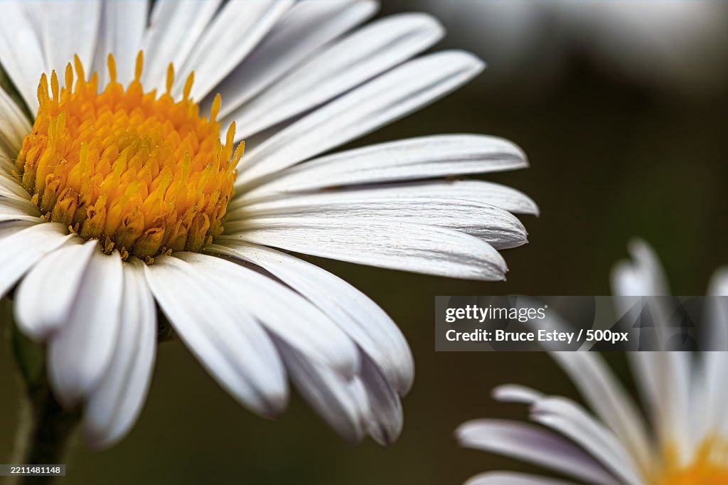 Close-up of white daisy,Phoenix,Arizona,United States,USA