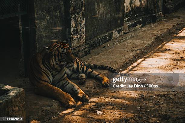 high angle view of tiger sitting on footpath,vietnam - vietnam animals tigers environment stock pictures, royalty-free photos & images