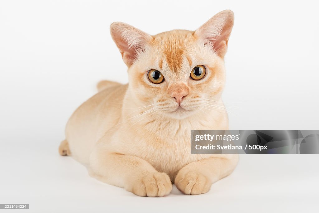 Burmese cat color cream full length
