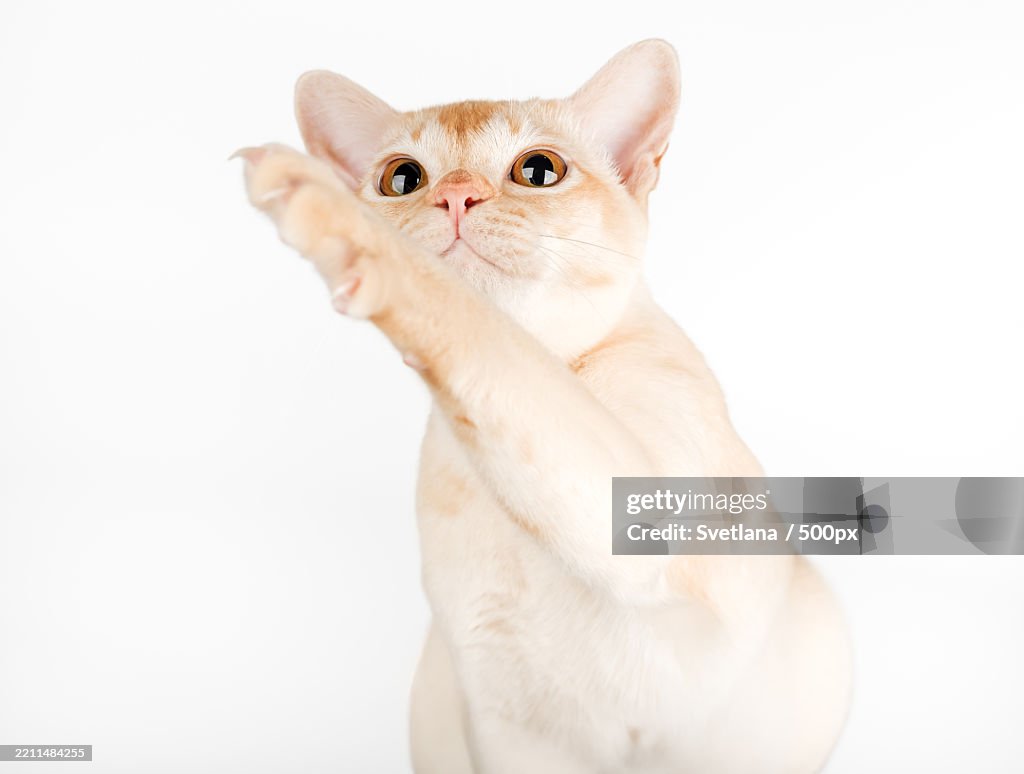 Burmese cream cat on white background