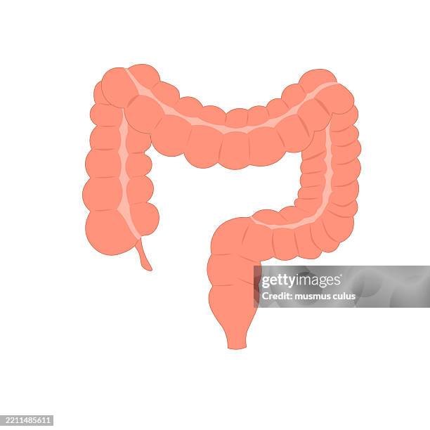 menschliche dickdarmanatomie, dickdarm, dickdarmstruktur illustration - appendix vermiformis stock-grafiken, -clipart, -cartoons und -symbole