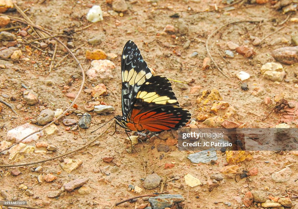 Red Cracker Butterfly