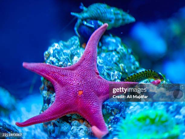 pink sea star - purple starfish stock pictures, royalty-free photos & images
