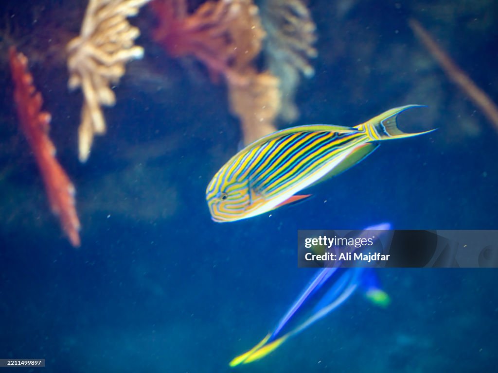 Striped Surgeonfish