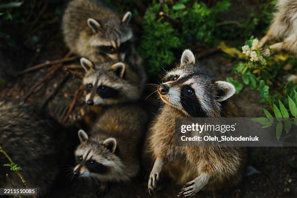 group of racoons in the bushes in canada - bandit stock pictures, royalty-free photos & images