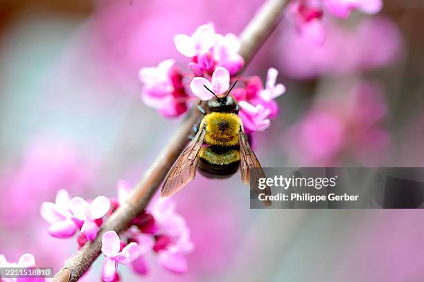 two-spotted bumble bee on eastern redbud tree - bumblebee stock pictures, royalty-free photos & images