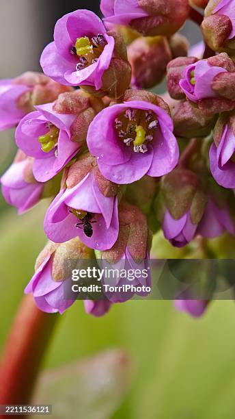Extreme Closeup Of Spring Flowering Pink Bergenia , Stock-Foto