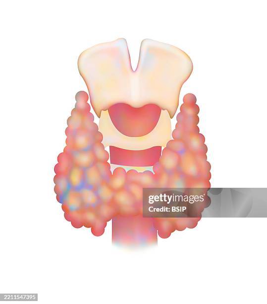 thyroid, illustration - thyroid cartilage stock illustrations