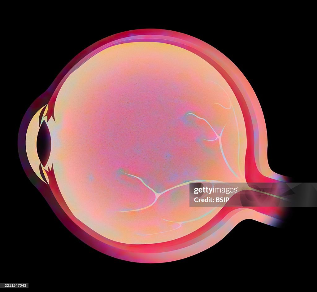 Anatomy, eye
