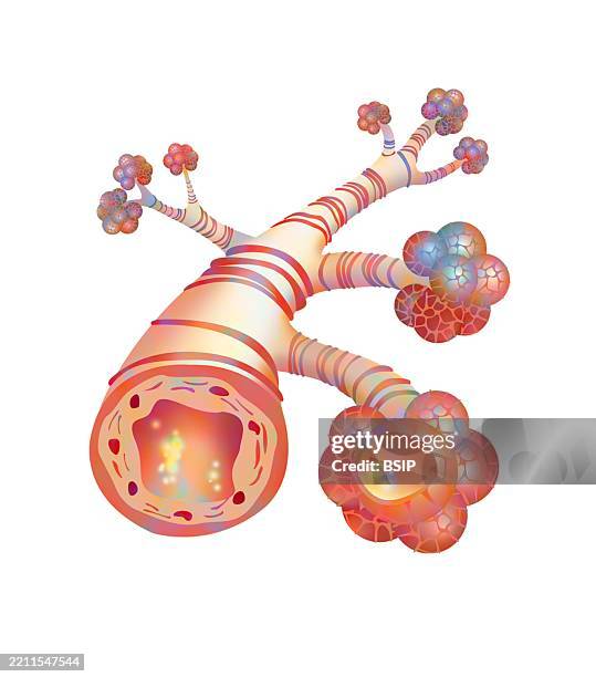 Bronchi Draw 1,328 Bronchiole Anatomy Stock Photos, High-Res Pictures, and Images ...