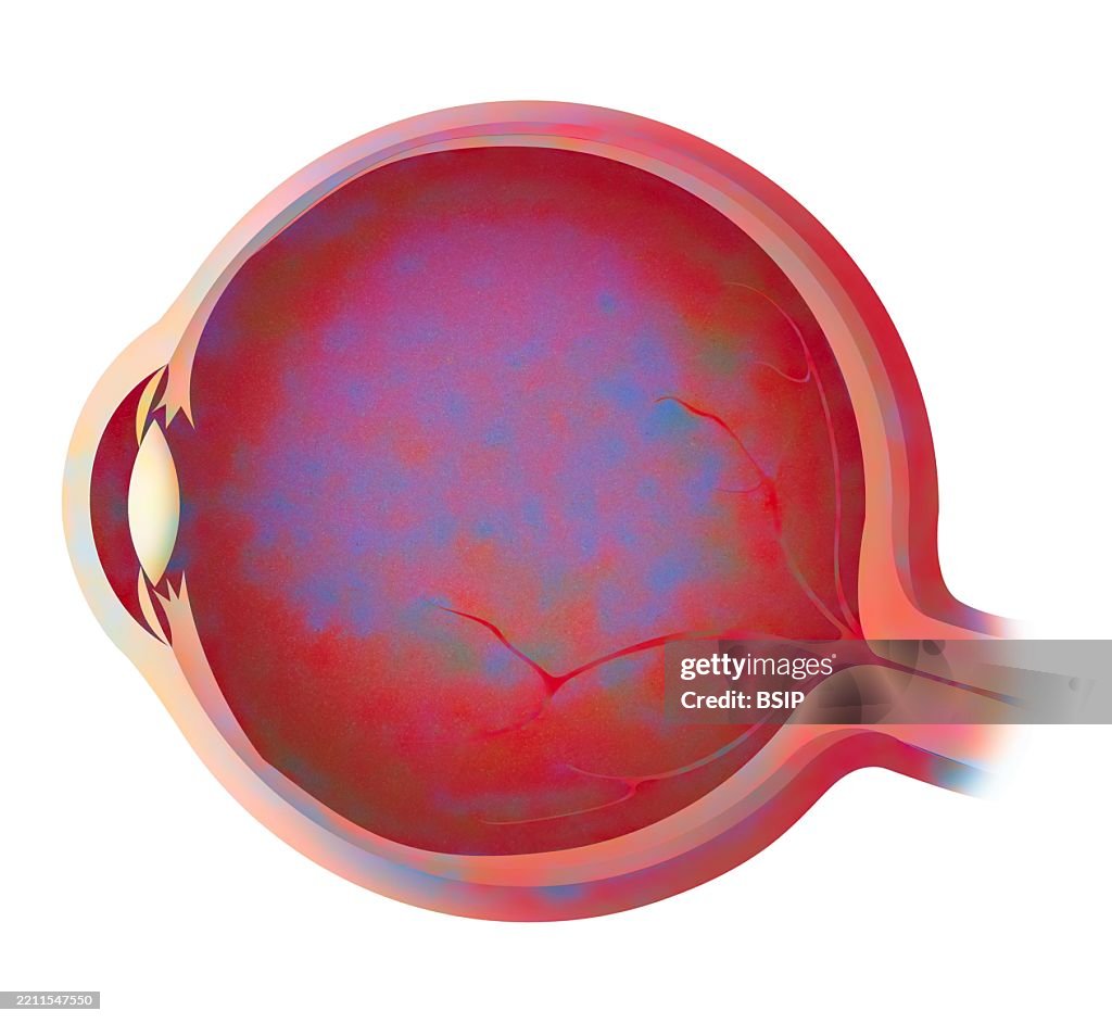 Anatomy, eye