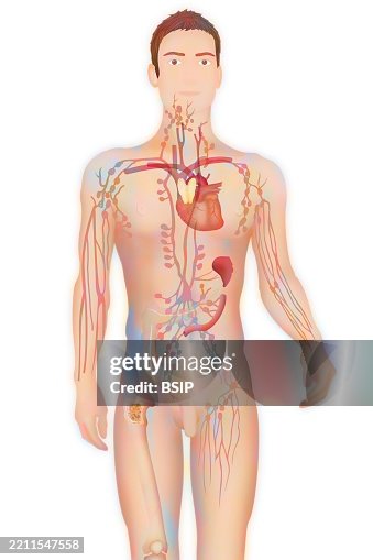 Lymphatic system drawing Lymphatic system drawing
