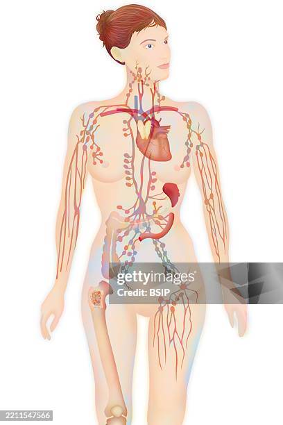 lymphatic system drawing - bone marrow stock illustrations