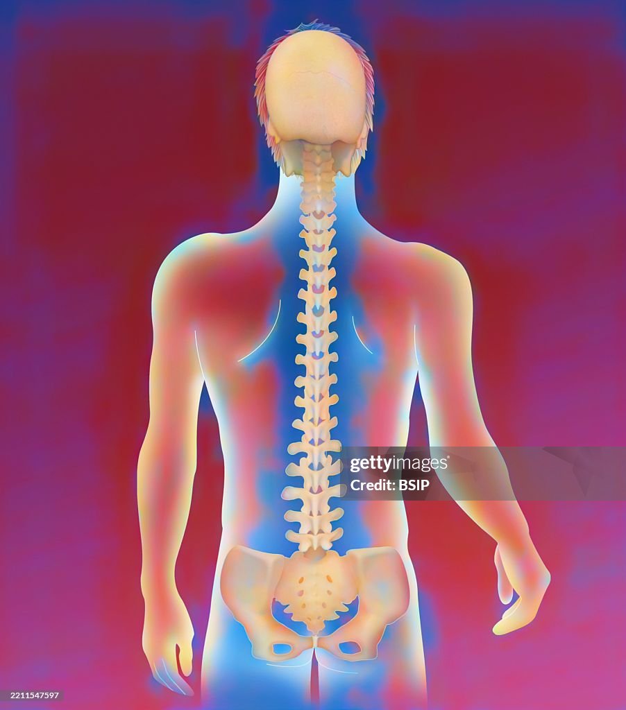 Spinal Column Framework Spinal Column Anatomy High-Res Vector Graphic - Getty Images