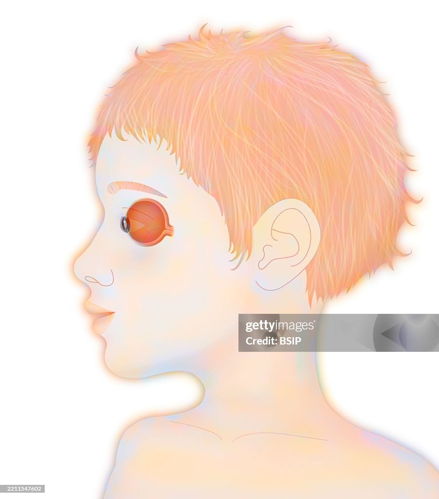 Anatomy, eye