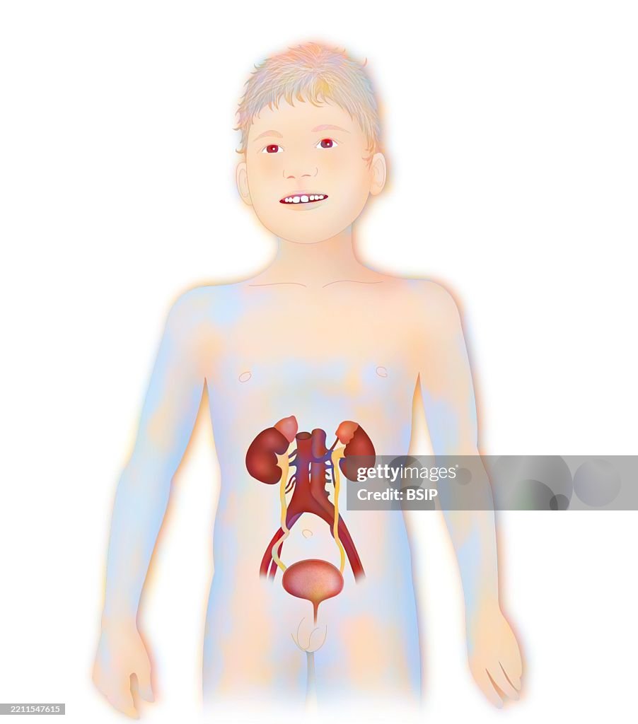 Anatomy, urinary tract