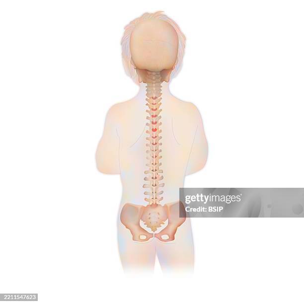 spinal column, anatomy - human backbone stock illustrations