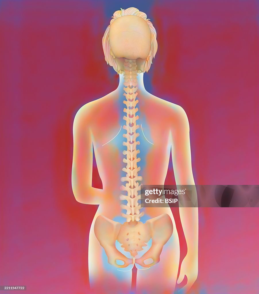 Spinal Columns Visual Spinal Column Anatomy High-Res Vector Graphic - Getty Images