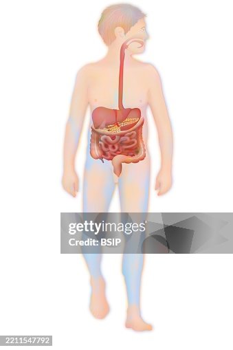 Digestive system, illustration Digestive system, illustration