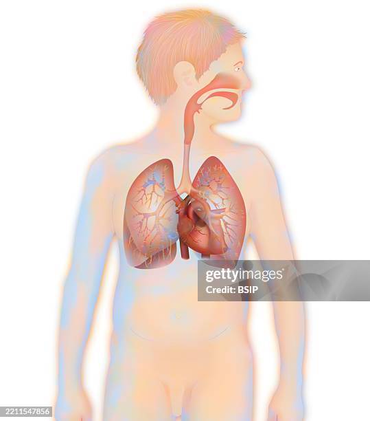 thorax, anatomy - atrium stock illustrations