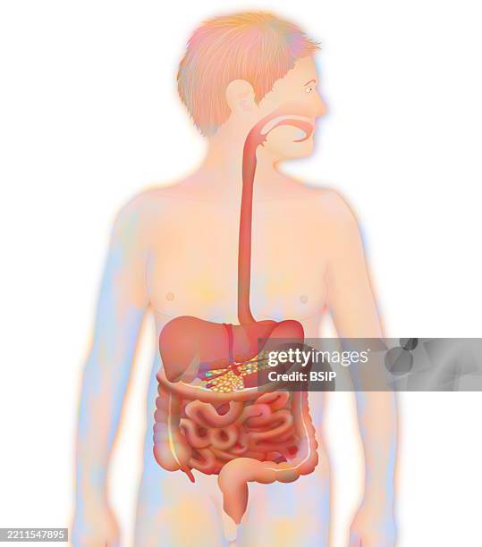 digestive system, illustration - appendix stock illustrations