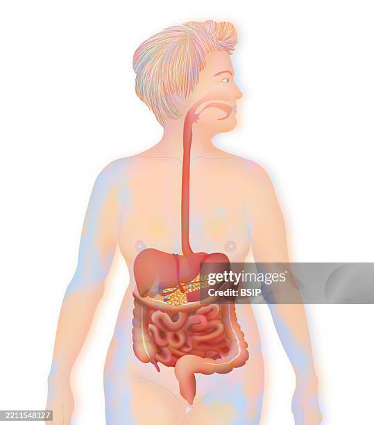 digestive system, illustration - anus stock illustrations