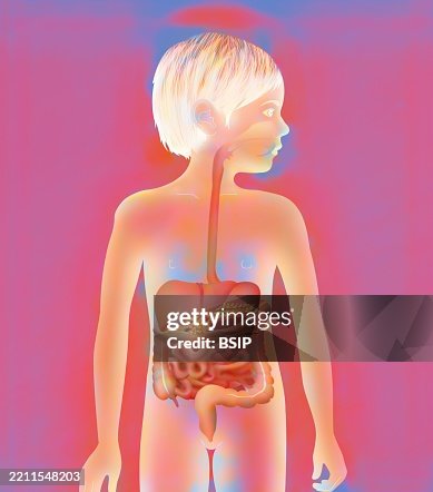 Digestive system, illustration Digestive system, illustration
