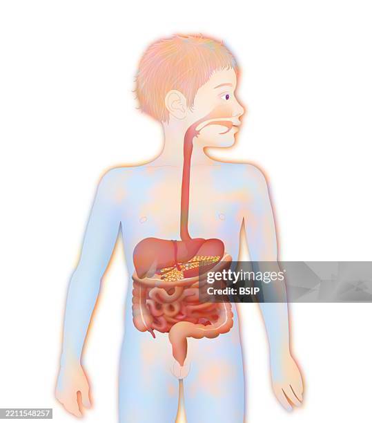 digestive system, illustration - appendix stock illustrations