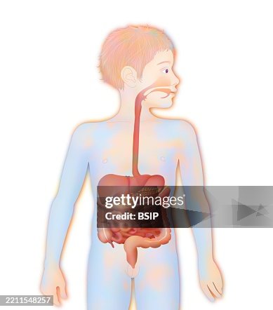 Digestive system, illustration Digestive system, illustration