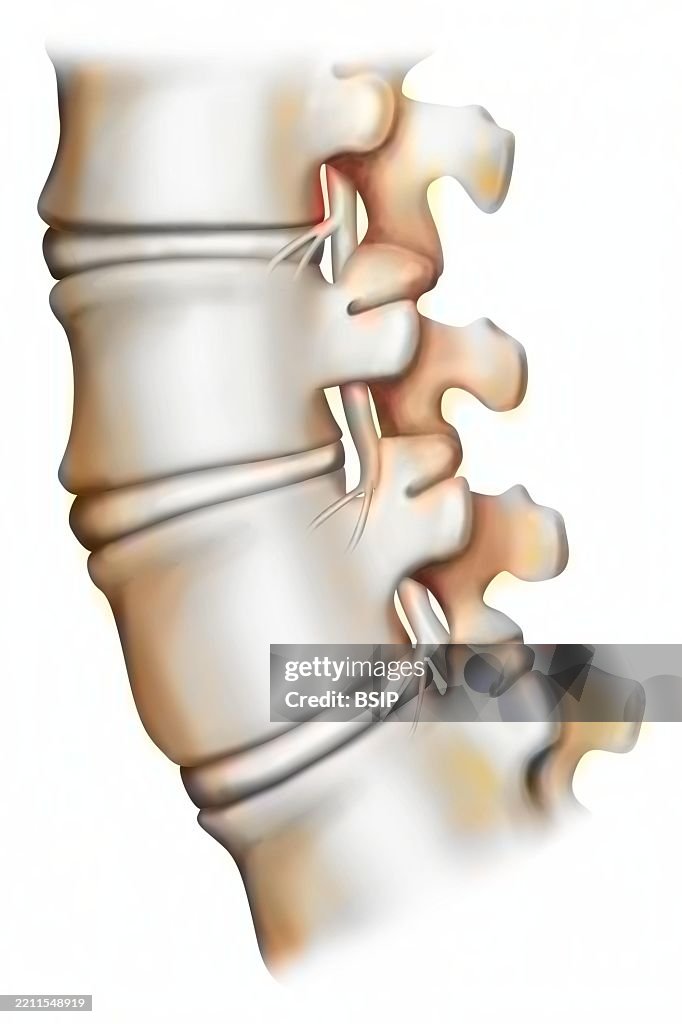 Lumbar vertebra drawing