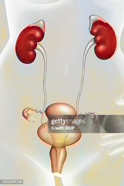 female urogenital system - bladder ureter stock illustrations