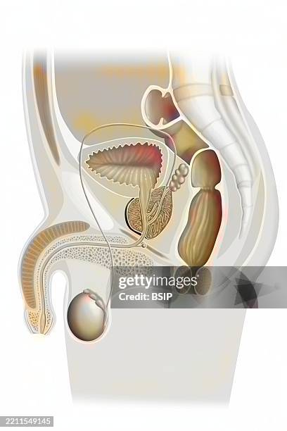 male genitalia drawing - male reproductive anatomy stock illustrations