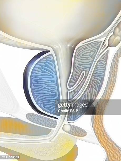 Prostate Problems Graphics Anatomy Of The Prostate High-Res Vector Graphic - Getty Images