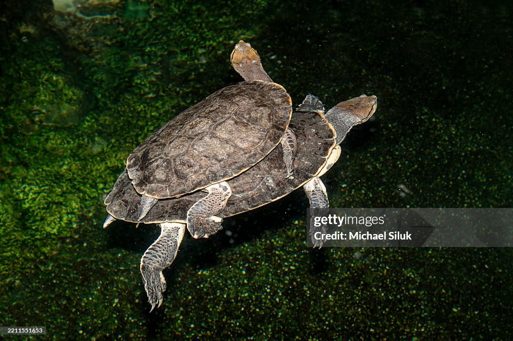 A pair of Spot-bellied Side-necked Turtles from South America riding together in the water