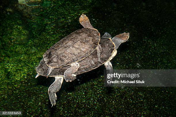 A Pair Of Spotbellied Sidenecked Turtles From South America Riding Together In The Water High-Res Stock Photo