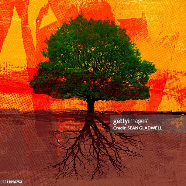 Tree Roots Portrait 2,052 Tree Root Art Stock Photos, High-Res Pictures, and Images - Getty ...