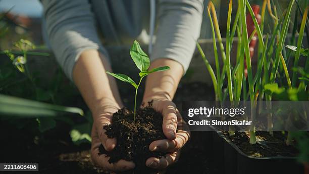 manos femeninas plantando suavemente una plántula en un lecho de jardín elevado en un día soleado - sembrar fotografías e imágenes de stock