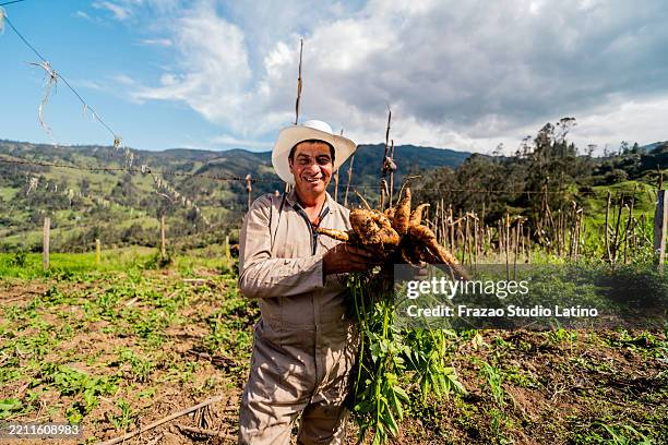 retrato, de, um, adulto mid, agricultor, colhendo, mandioca, ligado, seu, fazenda - enxada-equipamento-de-jardinagem - fotografias e filmes do acervo