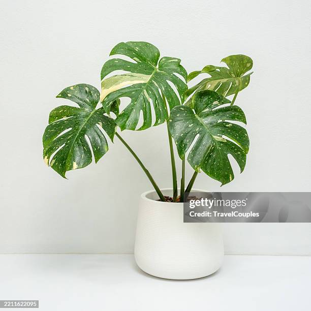 decorative monstera tree planted white ceramic pot isolated on white background. fresh monstera leaf. empty white wall and copy space. - monstera foto e immagini stock
