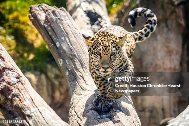 Rojo, the Houston Zoo's jaguar cub, roams around in South America's Pantanal exhibit in Houston, Wednesday, April 16, 2025. Rojo, a male jaguar cub,...
