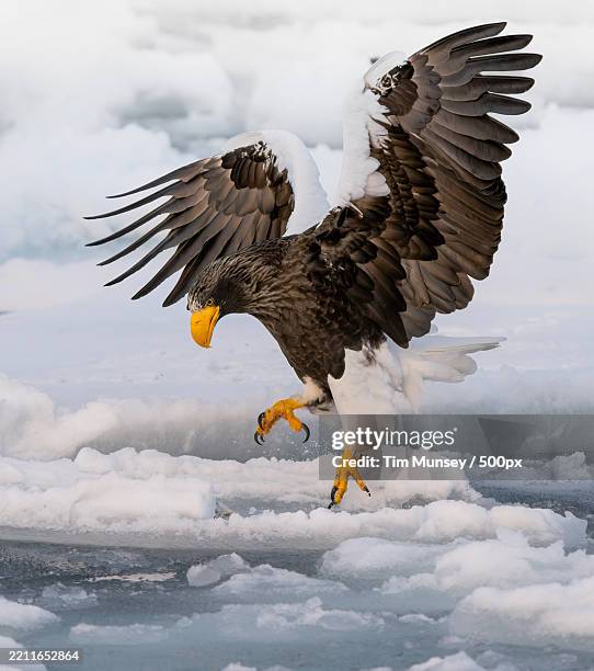 low angle view of white flying against sky - eagle tour stock pictures, royalty-free photos & images
