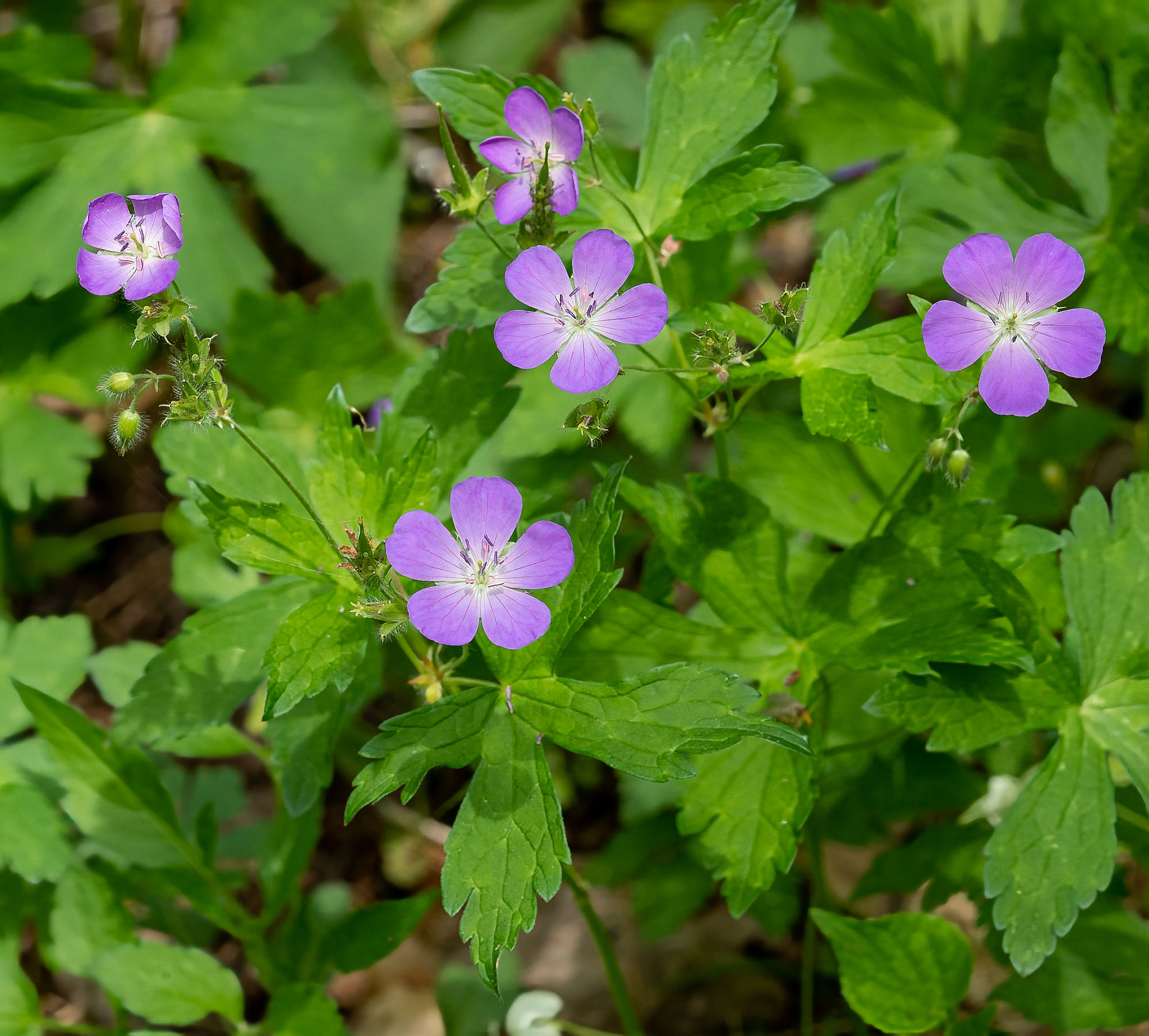 georgia native plants