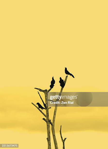 black birds perched on dead tree on color converted yellow sky - grupo pequeno de animais - fotografias e filmes do acervo