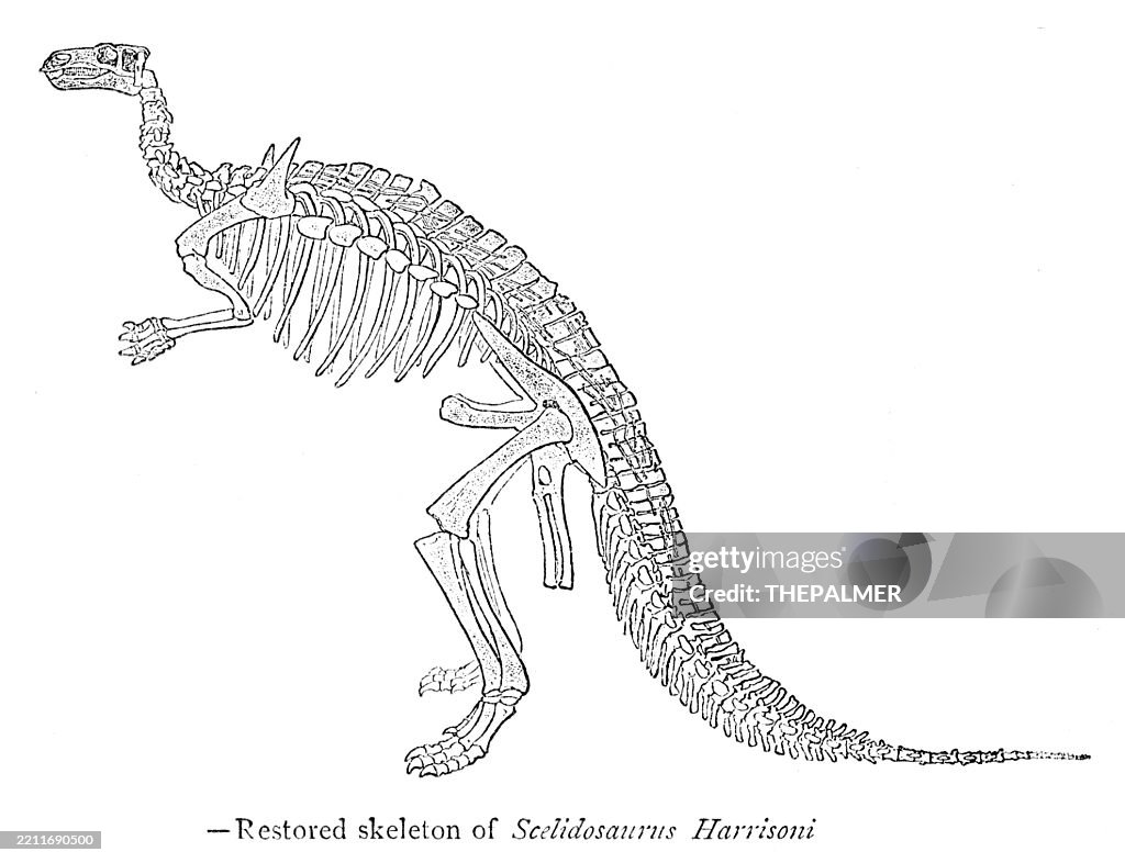 Esqueleto restaurado de Scelidosaurus Harrisoni grabado en xilografía de 1897